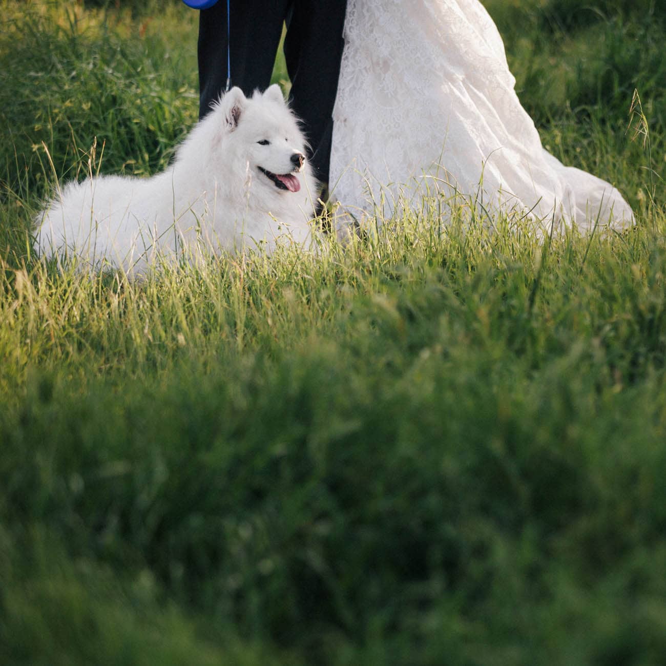 Dogs in weddings 001 1