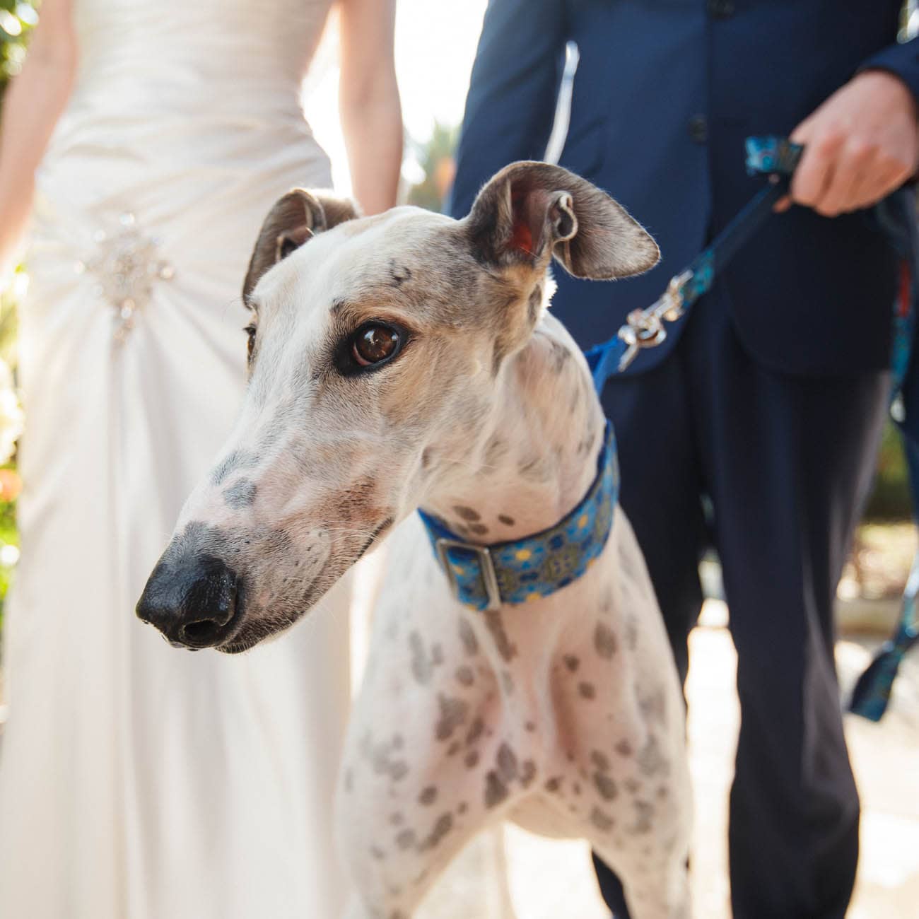 Dogs in weddings 007 1