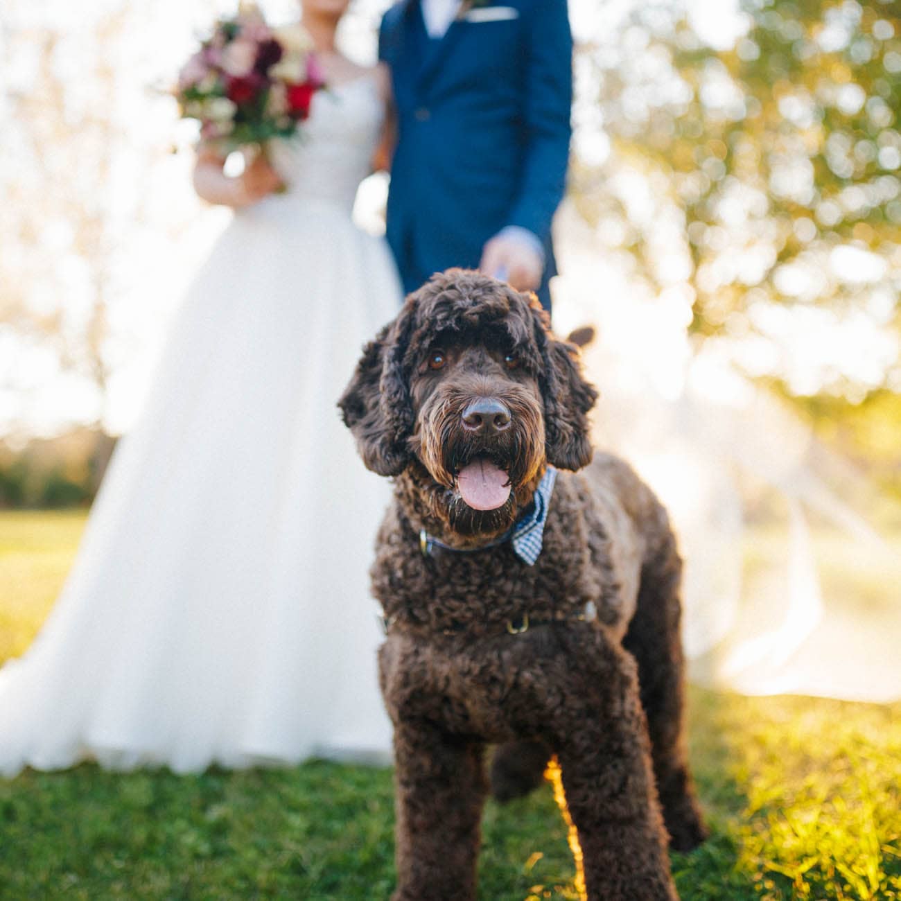 Dogs in weddings 023 1