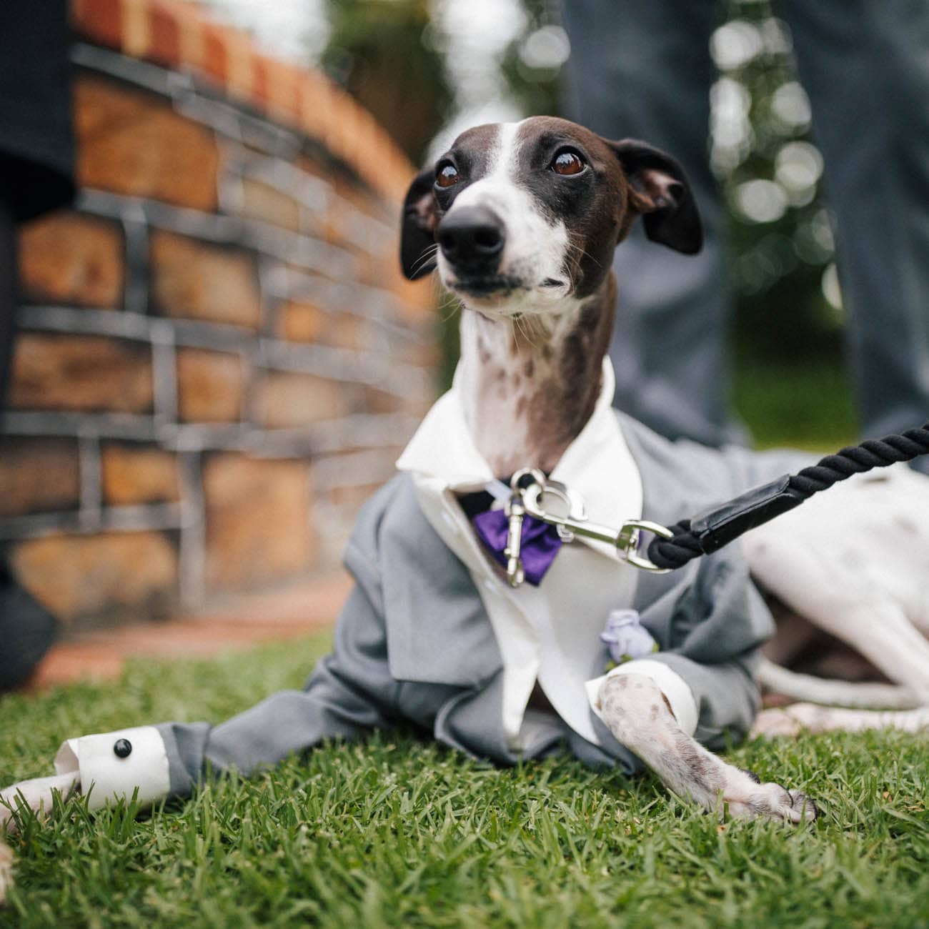 Dogs in weddings 028 1