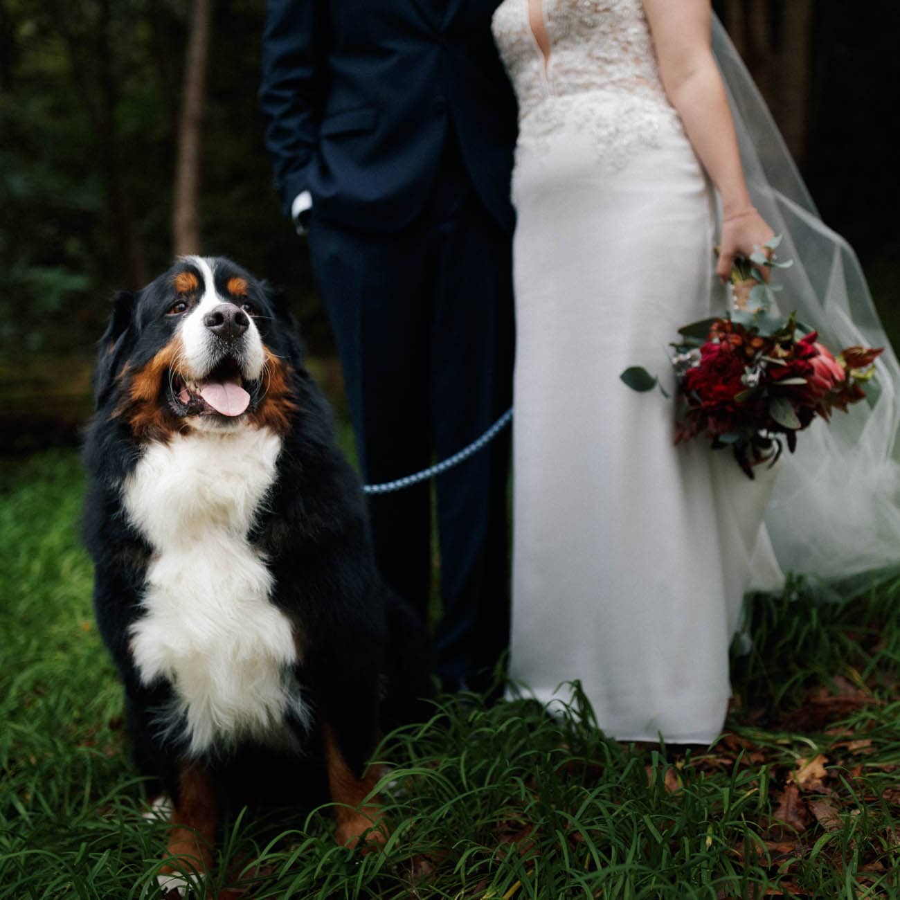 Dogs in weddings 029 1