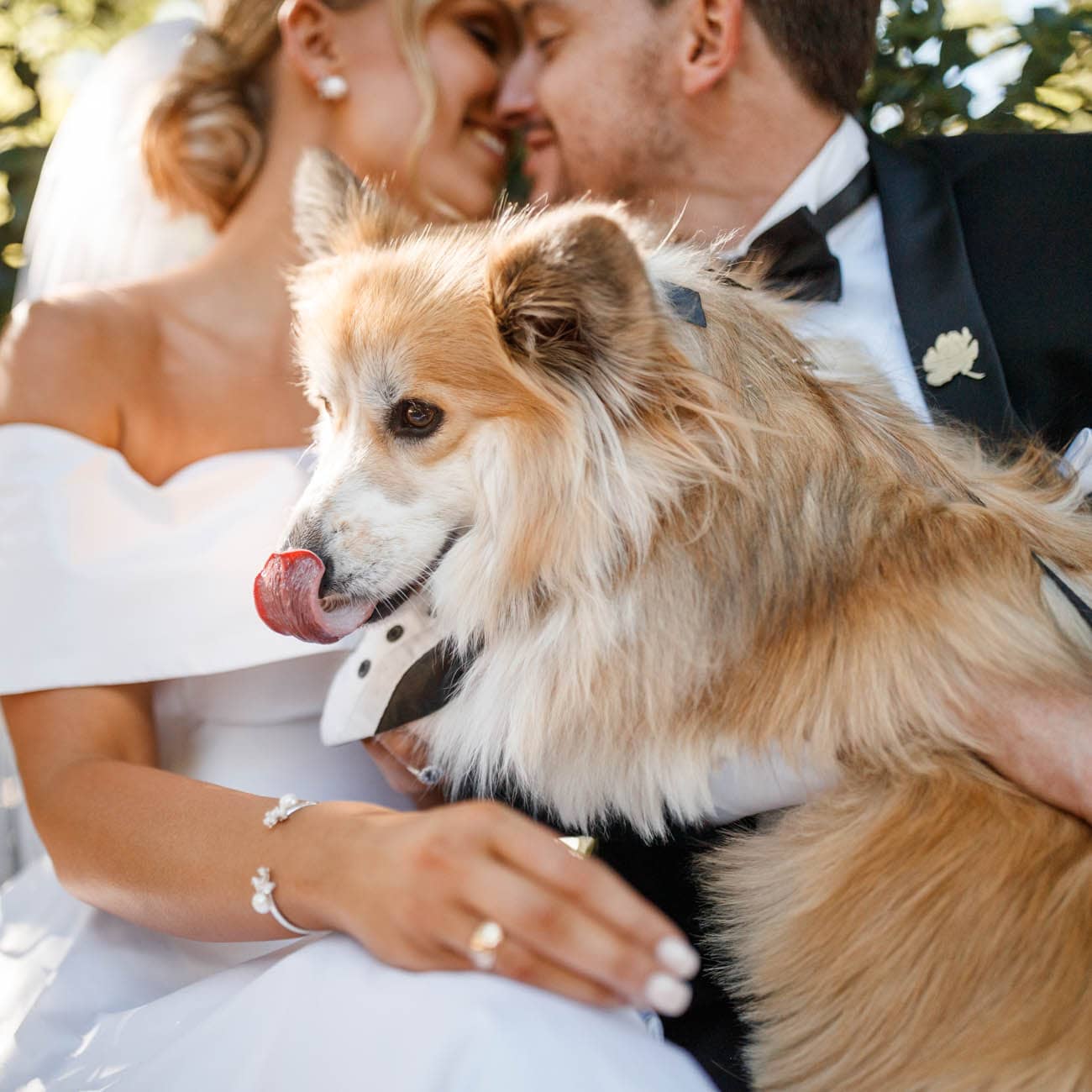 Dogs in weddings 033 1