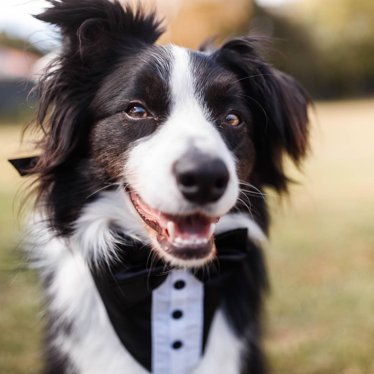 Dogs in weddings 041 1