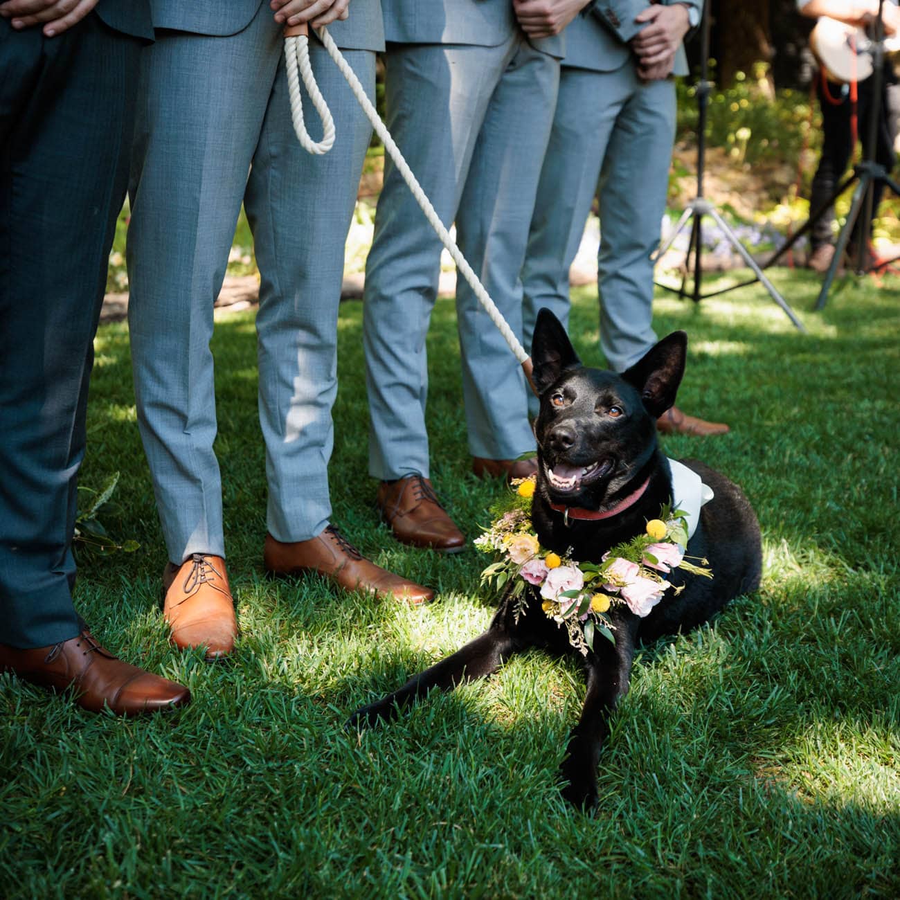 Dogs in weddings 044 1