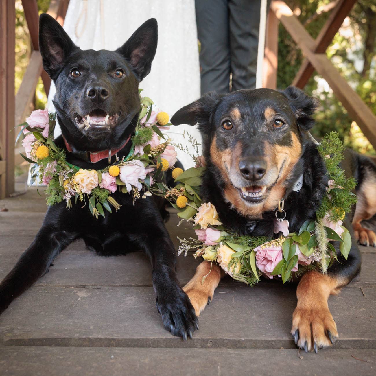 Dogs in weddings 045 1