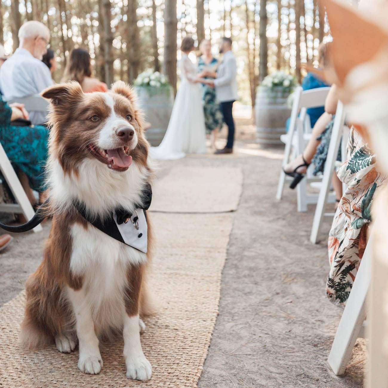 Dogs in weddings 048 1