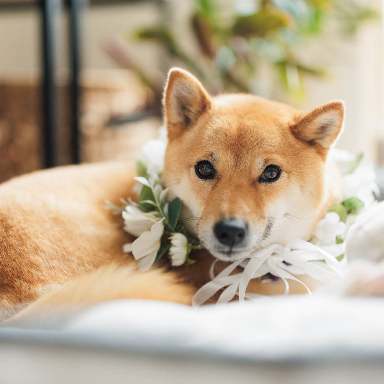 Dogs in weddings 052 1